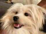 Özel Tüylü Maltese Terri̇er