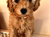 2 Aylik Erkek Toy Poodle