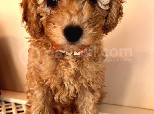 2 Aylik Erkek Toy Poodle görsel