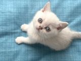 Britishshorthair Secereli Dişi Erkek Yavrular