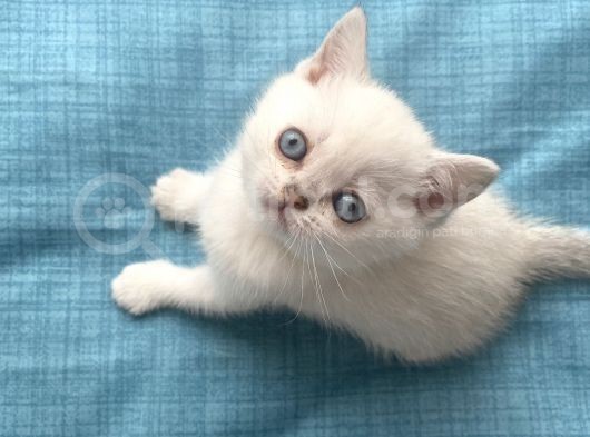 Britishshorthair Secereli Dişi Erkek Yavrular görsel
