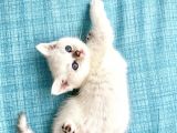 Britishshorthair Secereli Dişi Erkek Yavrular