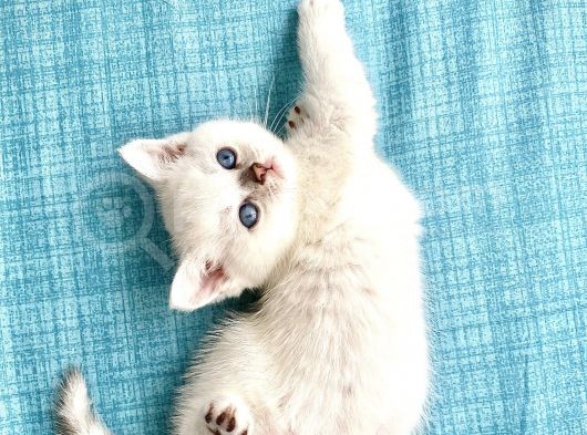 Britishshorthair Secereli Dişi Erkek Yavrular görsel