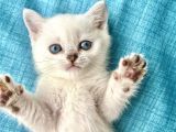 Britishshorthair Secereli Dişi Erkek Yavrular