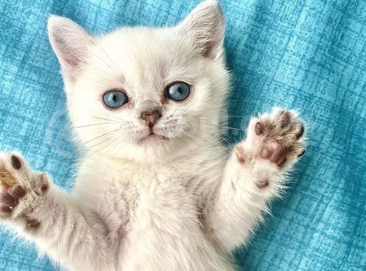 Britishshorthair Secereli Dişi Erkek Yavrular