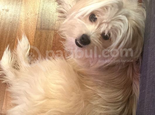 Özel Tüylü Maltese Terri̇er görsel