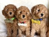 2 Aylik Erkek Toy Poodle