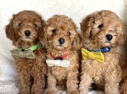 2 Aylik Erkek Toy Poodle