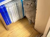 100% Orjinal British Shorthair Yavru Kediler