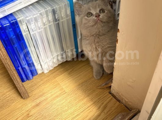 100% Orjinal British Shorthair Yavru Kediler görsel