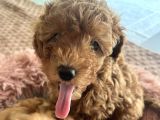 2 Aylik Erkek Toy Poodle