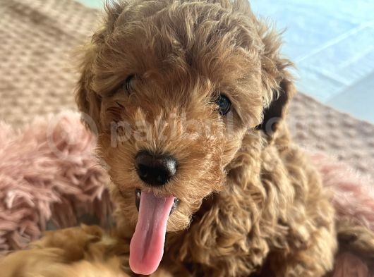 2 Aylik Erkek Toy Poodle görsel