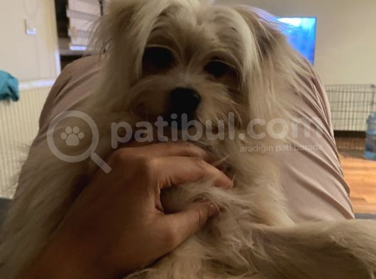 Özel Tüylü Maltese Terri̇er görsel