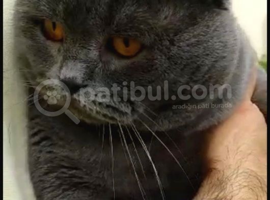 Scotiş Fold Yavrumuz  görsel