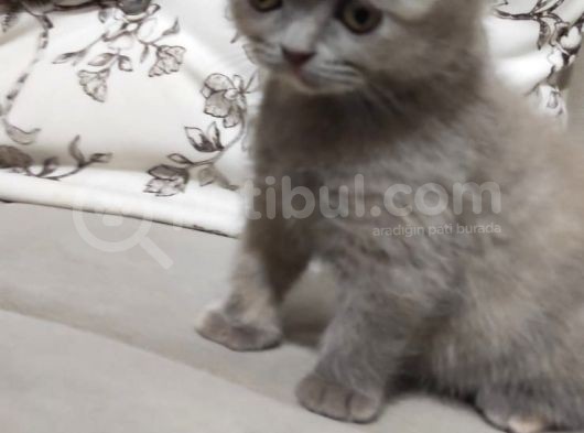 Eğitimli Skotişler görsel