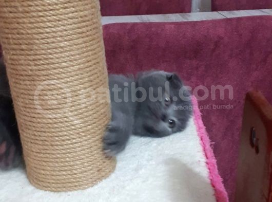 Scotiş Fold Yavrumuz  görsel