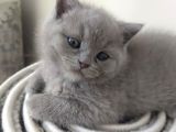 British Shorthair Lilac