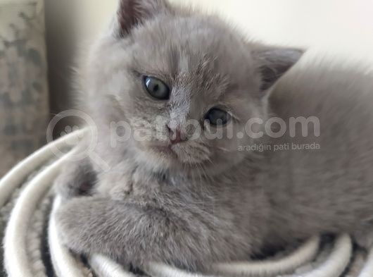 British Shorthair Lilac görsel