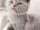 British Shorthair Lilac