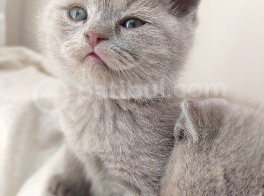 British Shorthair Lilac görsel