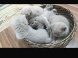 British Shorthair Lilac