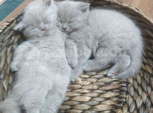 British Shorthair Lilac görsel