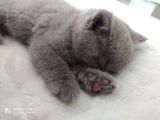 British Shorthair Lilac
