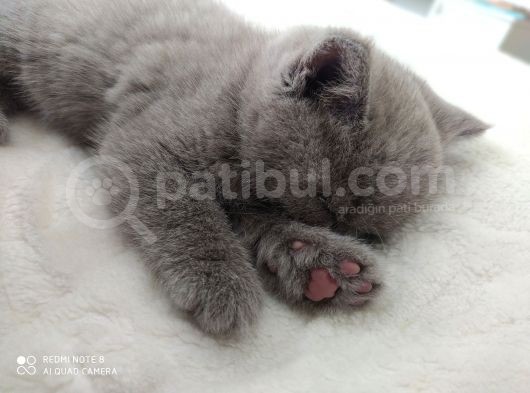 British Shorthair Lilac görsel