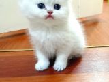 British Shorthair Erkek