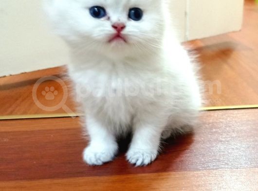 British Shorthair Erkek görsel