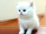 British Shorthair Erkek