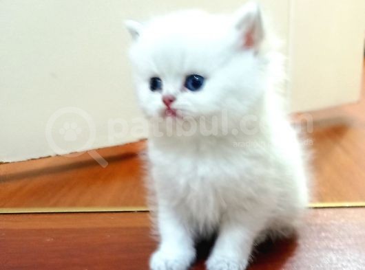 British Shorthair Erkek görsel