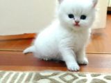 British Shorthair Erkek