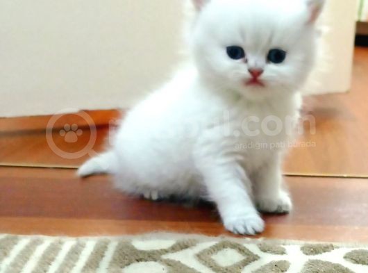 British Shorthair Erkek