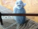 British Shorthair 2 Aylık
