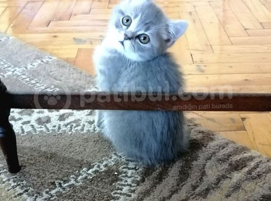British Shorthair 2 Aylık görsel