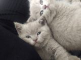 British Shorthair Lilac