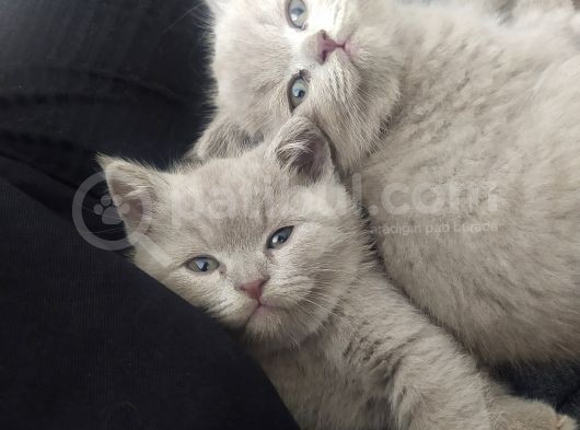 British Shorthair Lilac