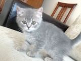 British Shorthair 2 Aylık