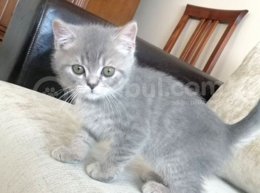 British Shorthair 2 Aylık görsel