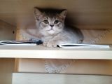 British Shorthair 2 Aylık