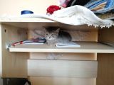 British Shorthair 2 Aylık