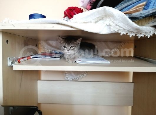 British Shorthair 2 Aylık
