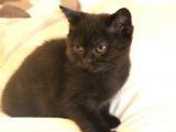 2 Aylık British Shorthair Yavru