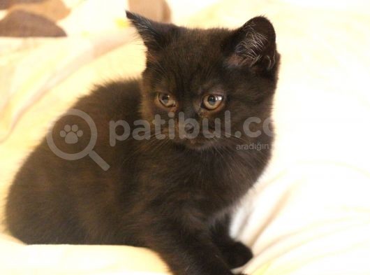 2 Aylık British Shorthair Yavru