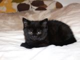 2 Aylık British Shorthair Yavru
