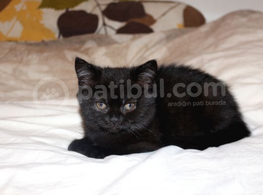 2 Aylık British Shorthair Yavru görsel