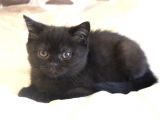 2 Aylık British Shorthair Yavru
