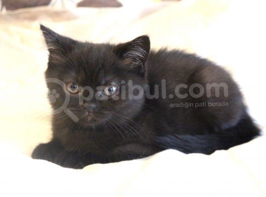 2 Aylık British Shorthair Yavru görsel