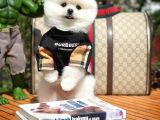 Ayı Surat Pomeranian Boo Yavrularımız
